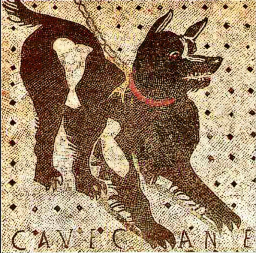 echoes of pompeii dog